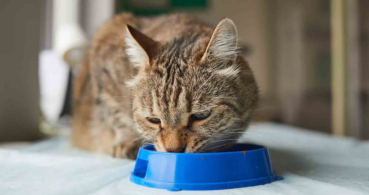 frozen-raw-cat-food freeze-dried-cat-food