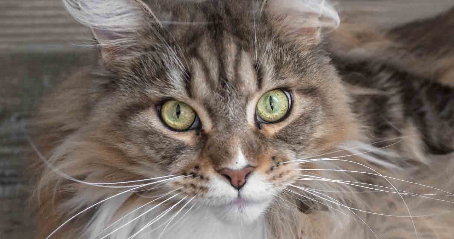 Cat-breeds-Maine-Coon-facts maine-coon-breed-facts