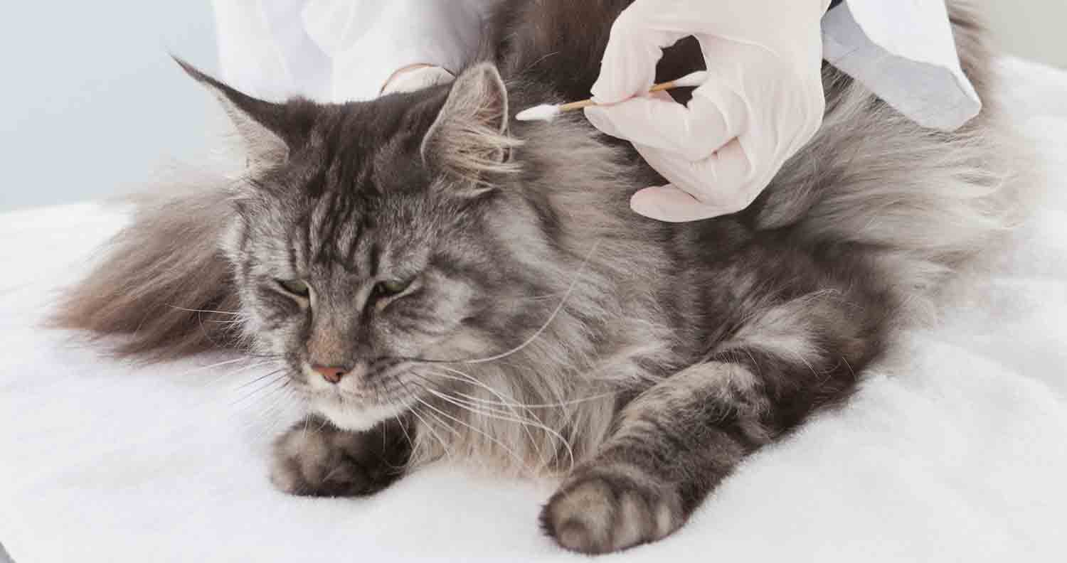 maine-coon-health-issues maine-coon-breed-health