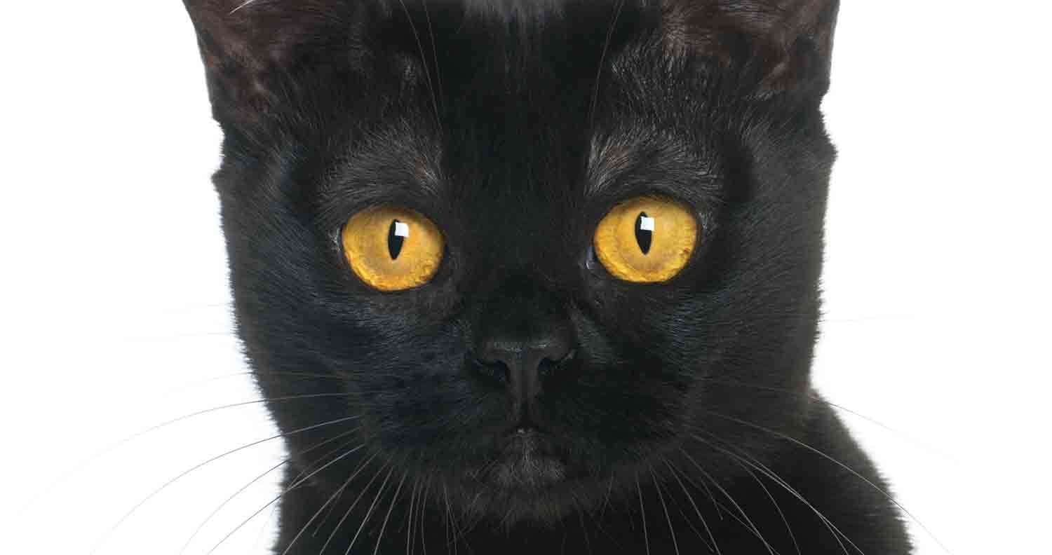bombay-cat-breed-facts cat-breed-facts-bombay