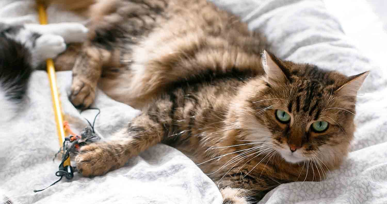 cat-teaser cat-teaser-toy