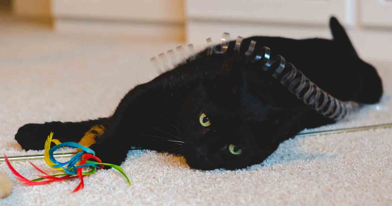 cat-wand-cat-toy cat-wand-cat-toy