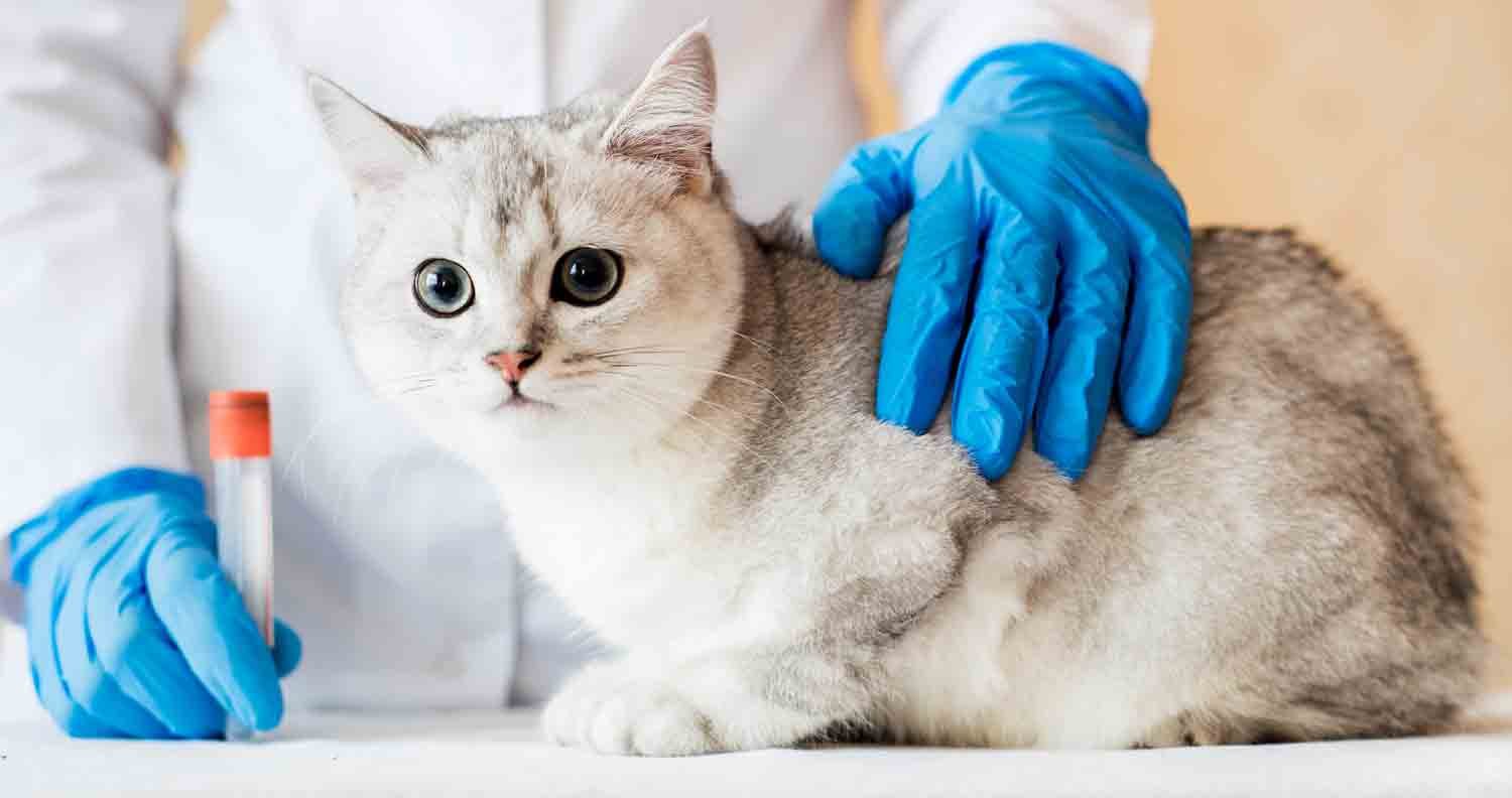 Cat-vomiting-diagnosis cat-vomiting-diagnosis