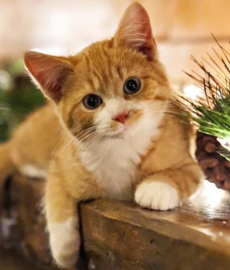 ginger