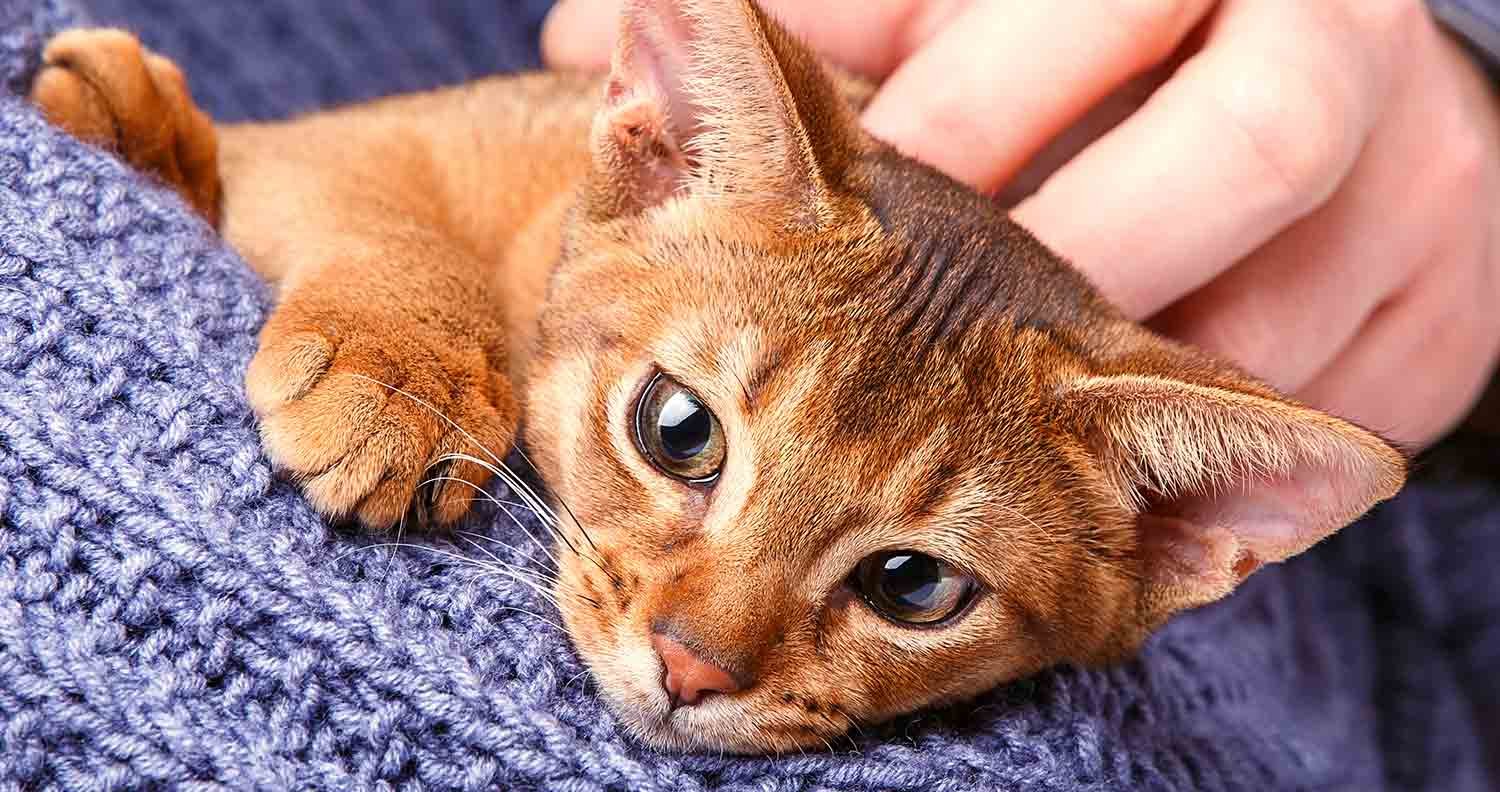 abyssinian-cat-breed-care Abyssinian Cat Breed Care