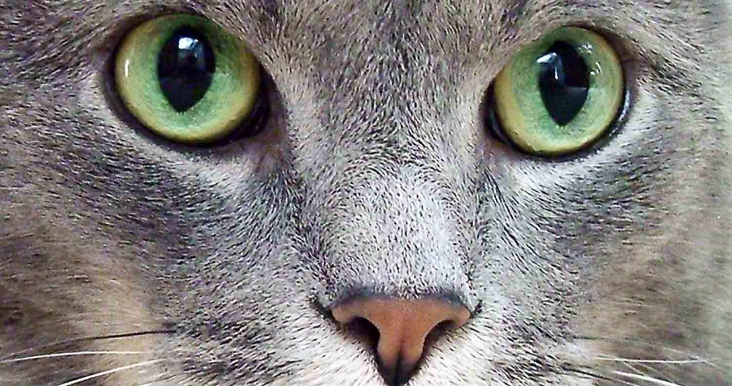 Russian blue cats Russian blue cats
