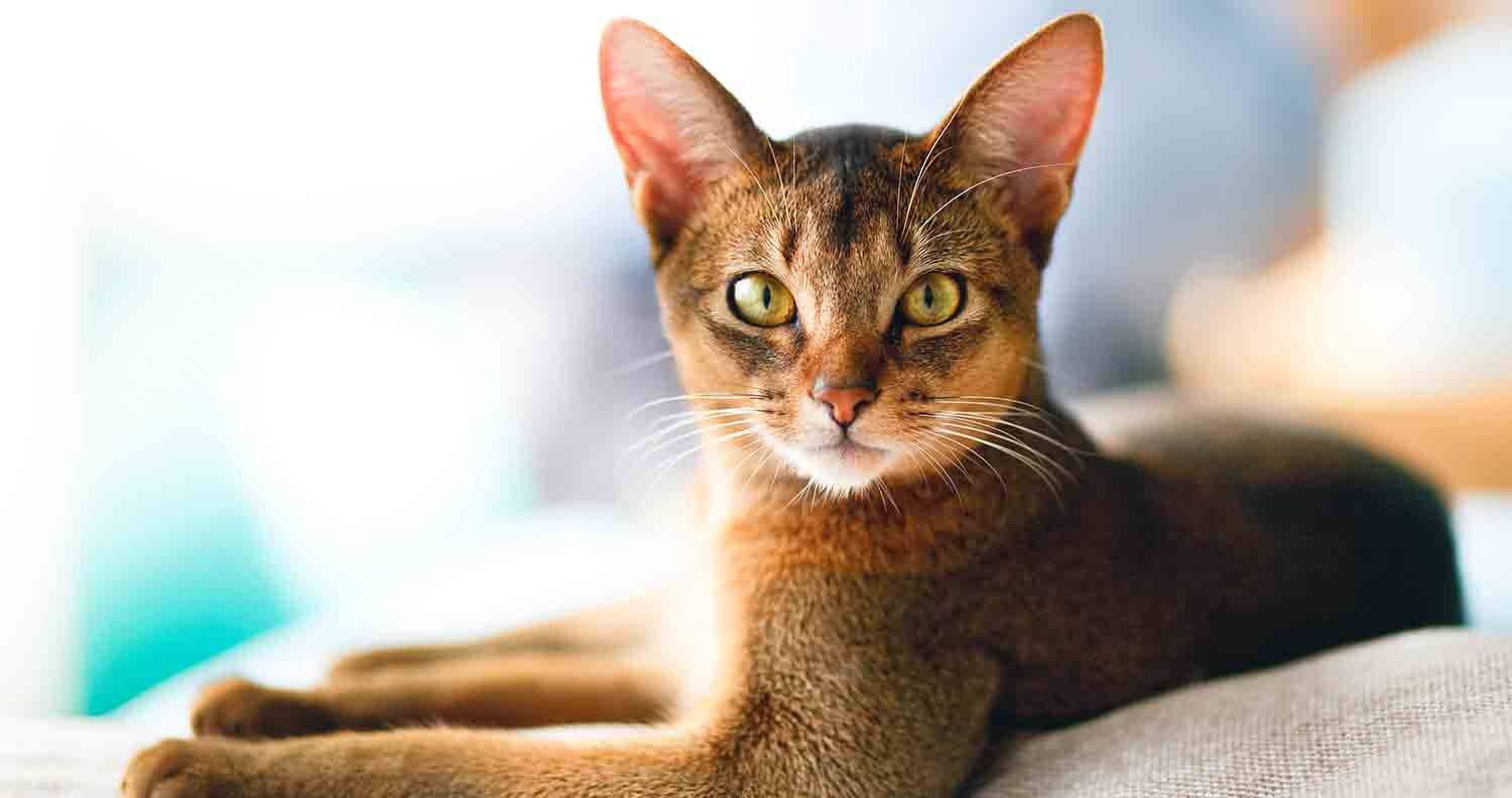 abyssinian-cat abyssinian-cat