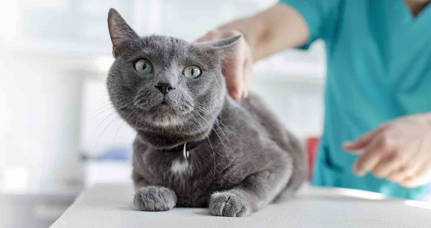 russian-blue-hypoallergenic-cats Russian Blue Hypoallergenic cats