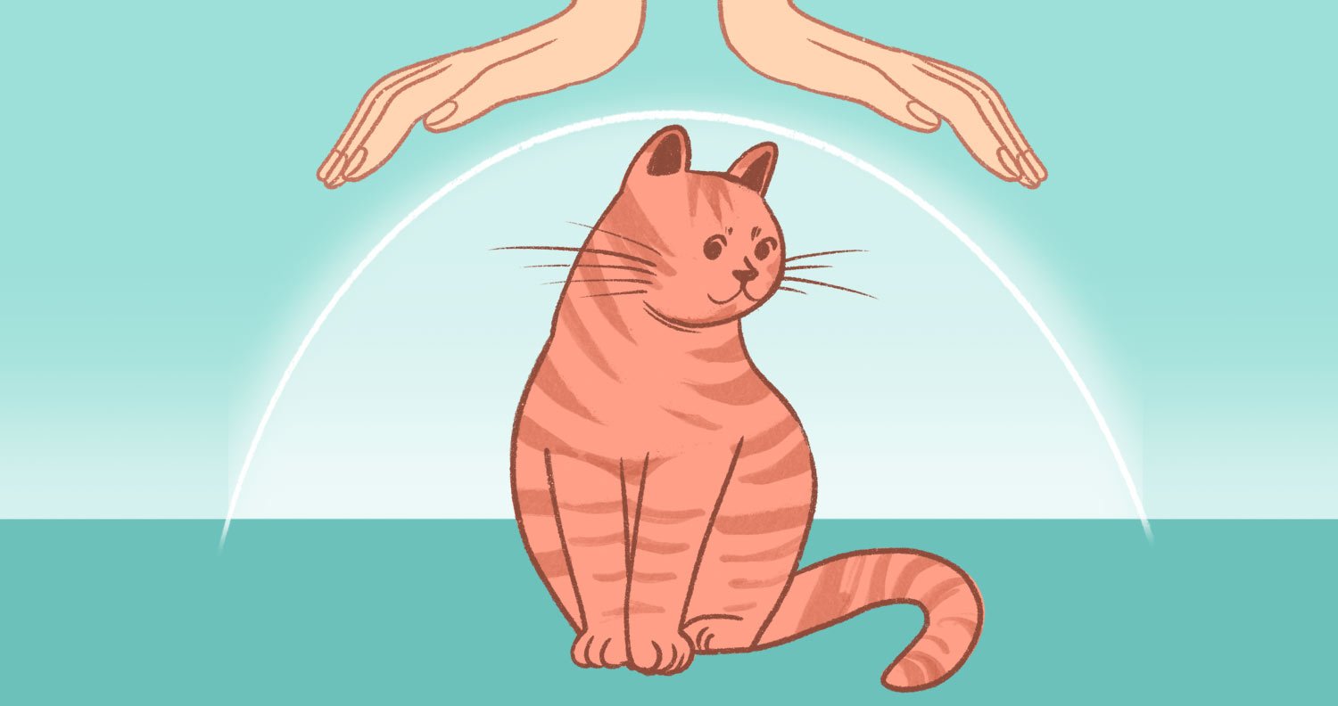 Cat-Insurance protect your cat with insurance