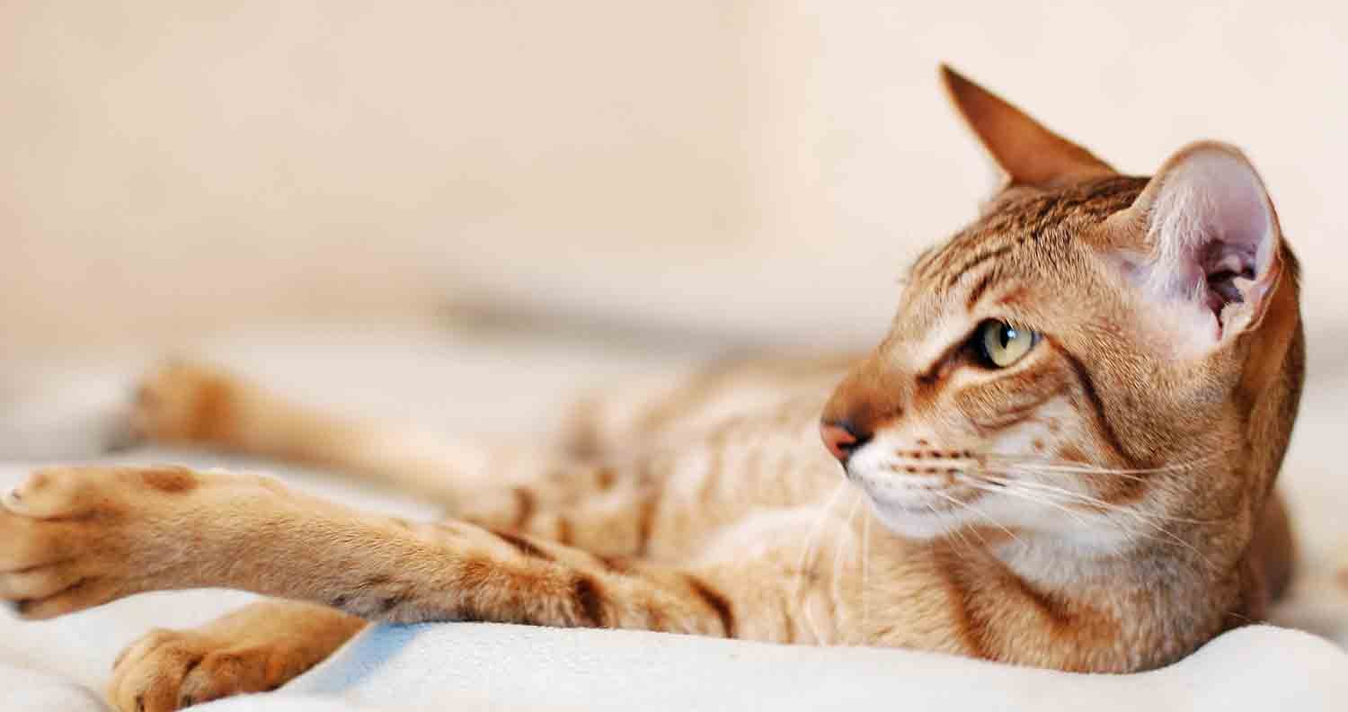 Cat-breeds-Oriental-shorthair Oriental-shorthair-cat-breeds
