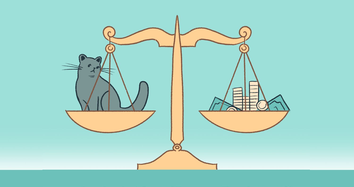 can-you-afford-a-cat cost of owning a cat