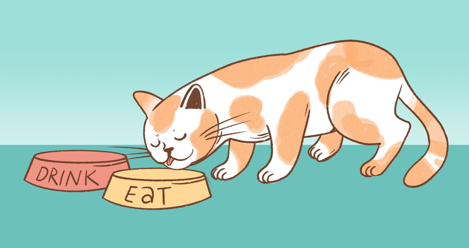 cat-eating-and-drinking cat with food and water bowls