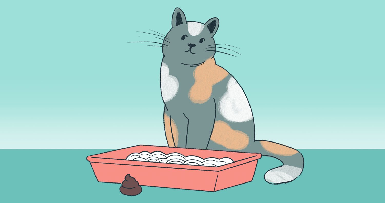 cat-pooping-outside-the-litter-box cat not using litter box