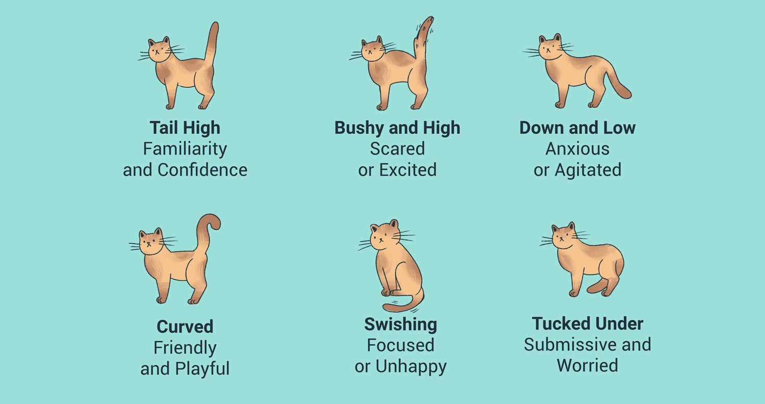 cat-tail-language cat tail behavior