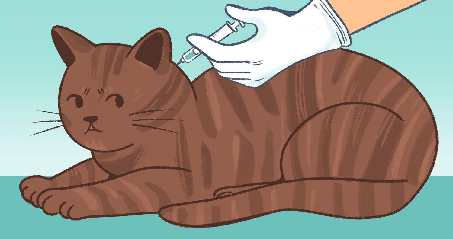 cat-vaccination cat getting vaccinated