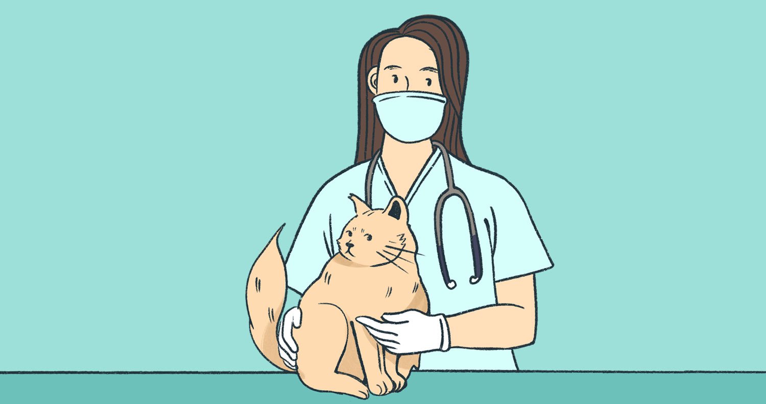 cat-with-a-vet cat at vets
