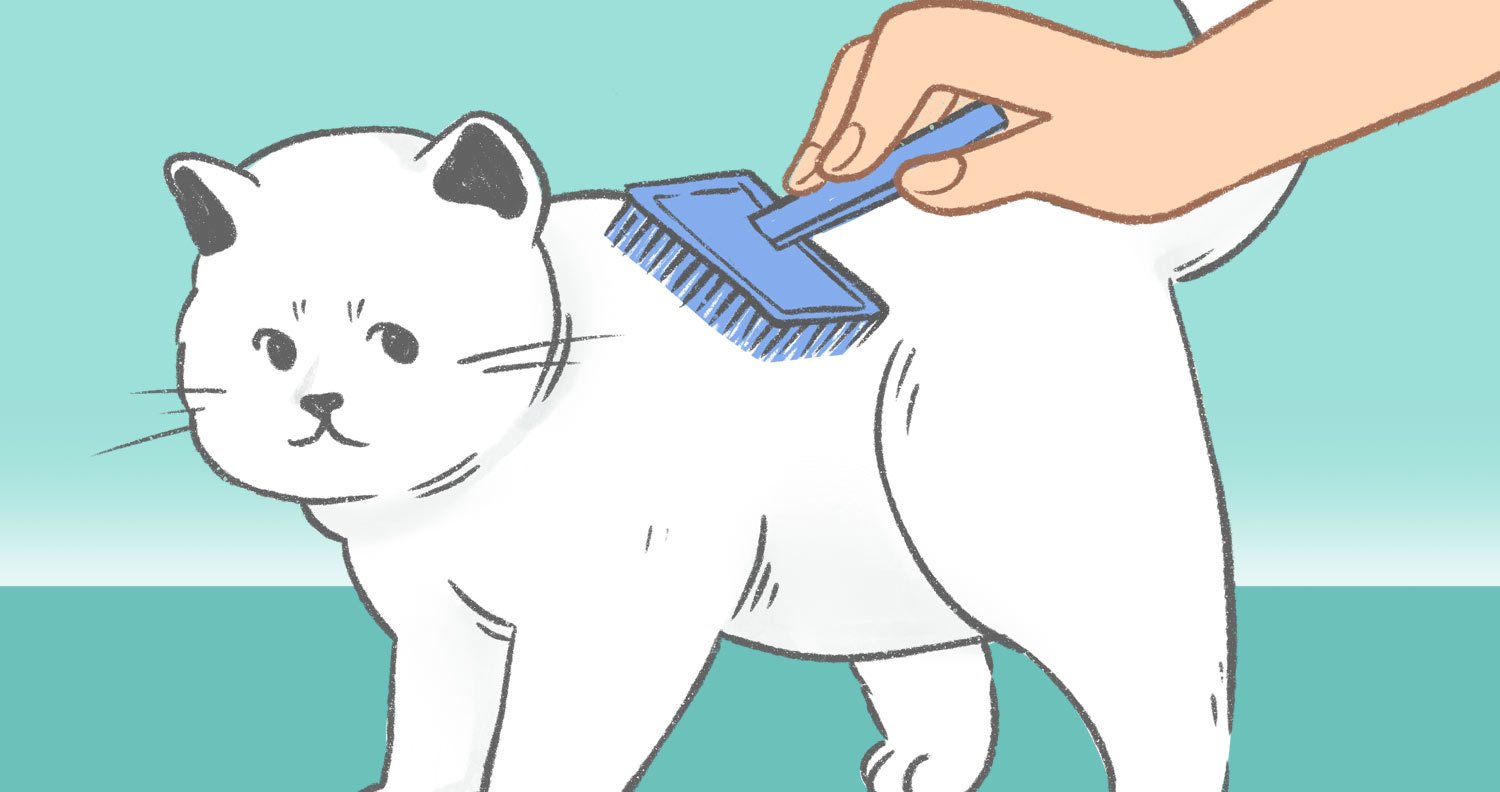 grooming-a-cat brushing a cat