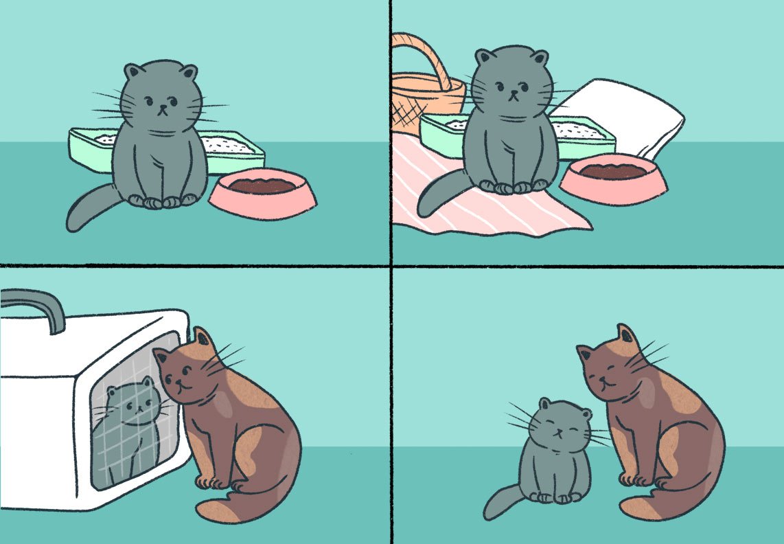 introducing-a-kitten-to-your-cat introducing a new kitten to your cat in your home