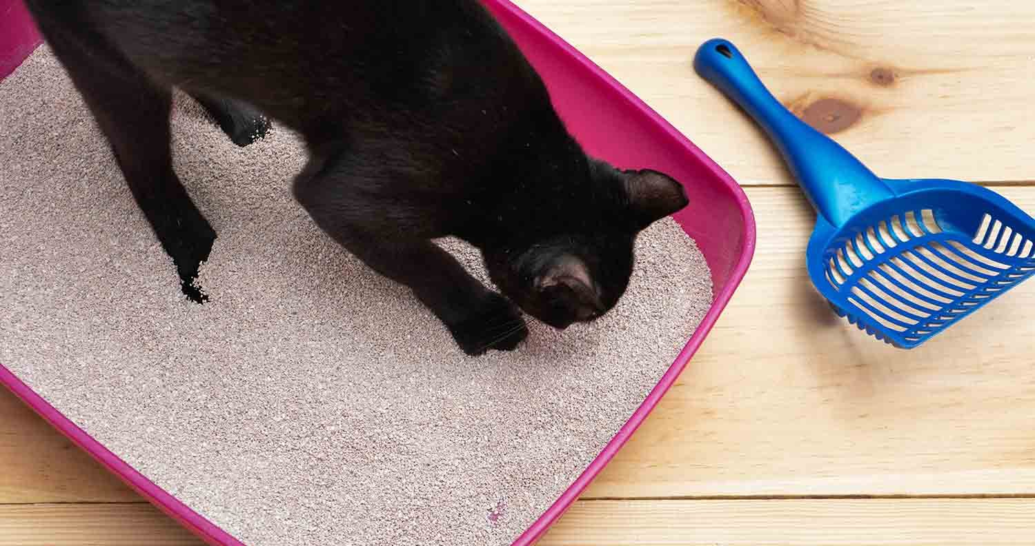 dust-free-cat-litters a black cat digging in dust free cat litter in a pink litter tray