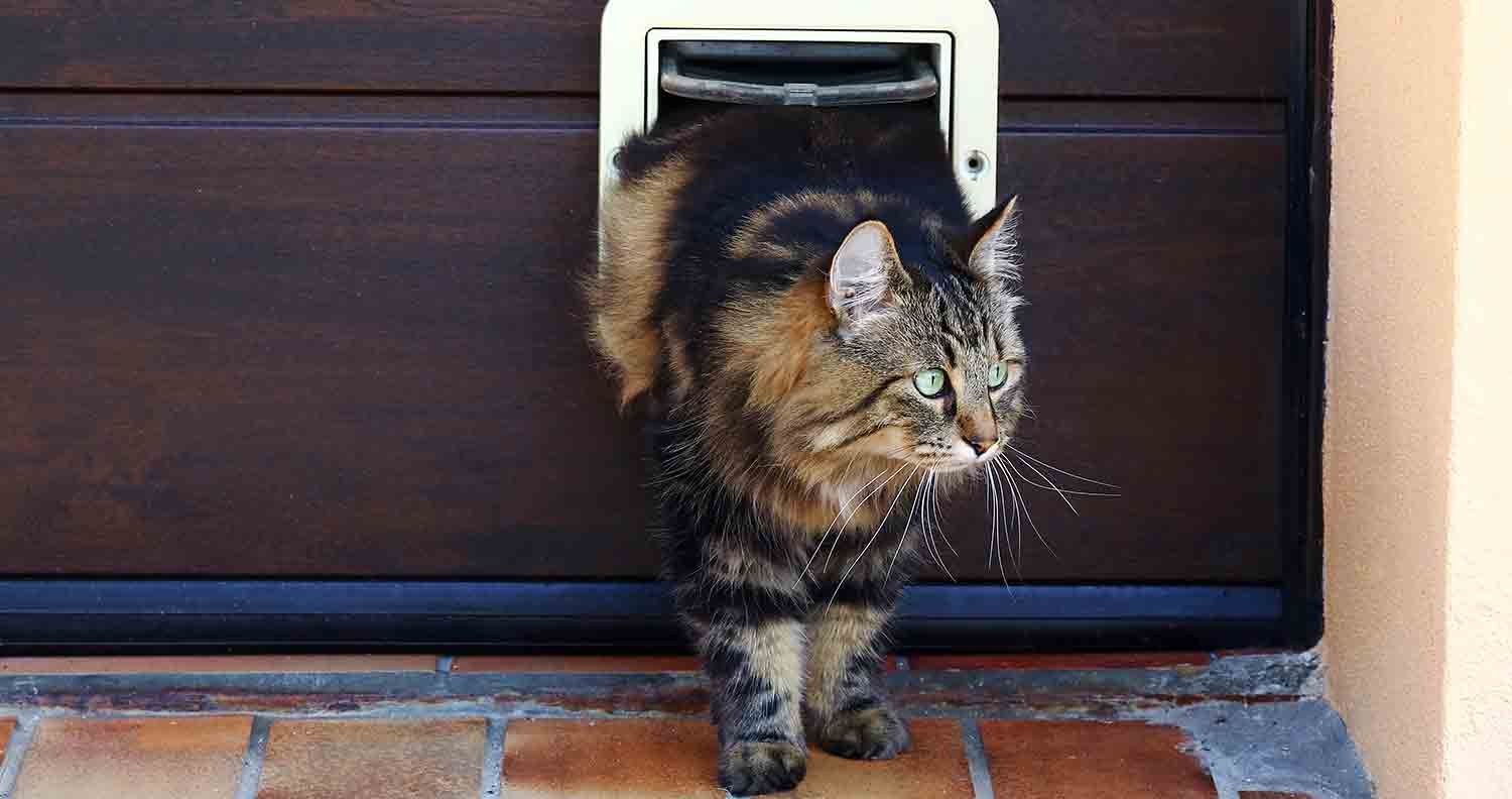 best-cat-doors long haired tabby cat exiting a cat flap