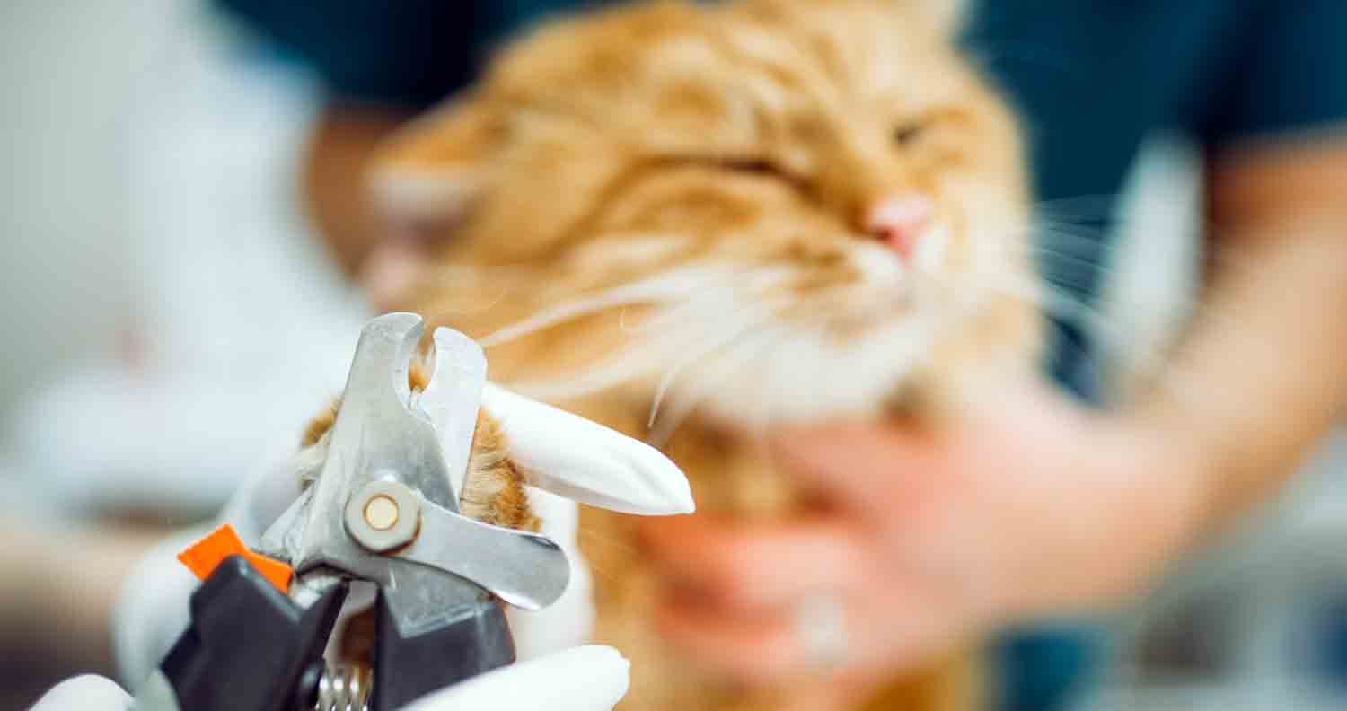 cat claw clippers ginger cat having claws clipped