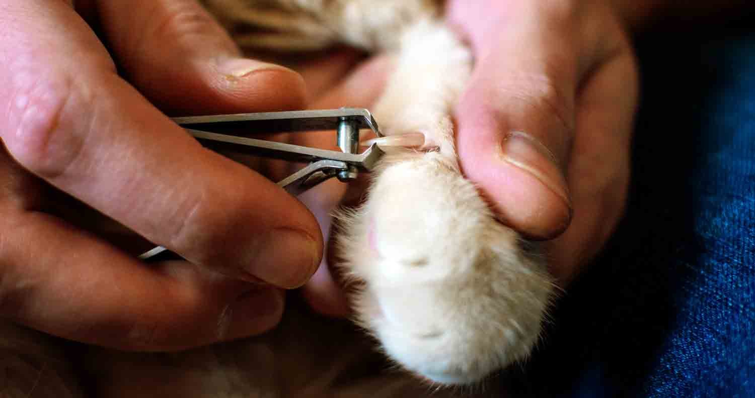 trimming cat claws guillotine cat claw clippers being used