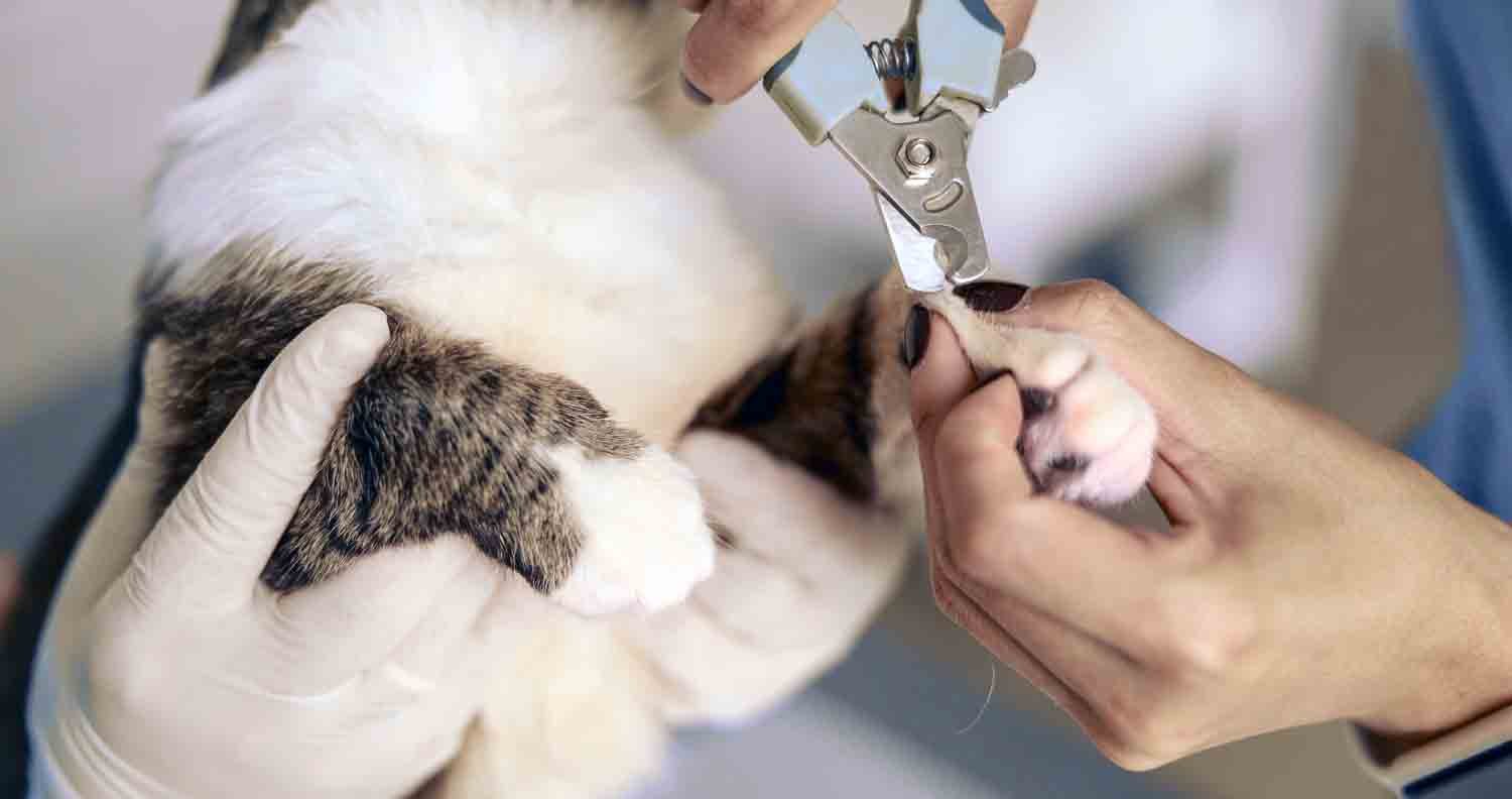 Cat-claw-trimming-a-guide balck and white cat having claws clipped