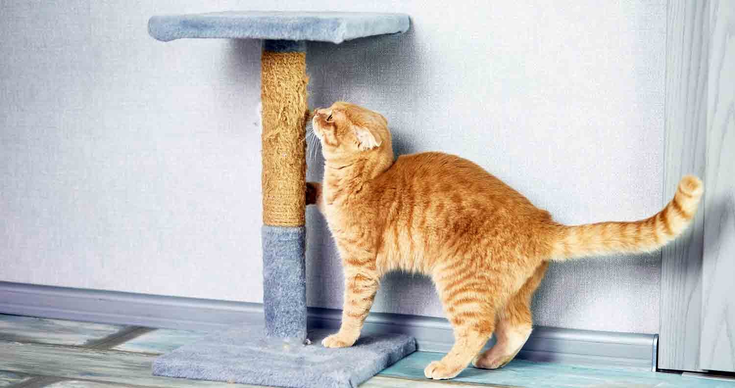 best-cat-scratching-post ginger adult cat scratching their post