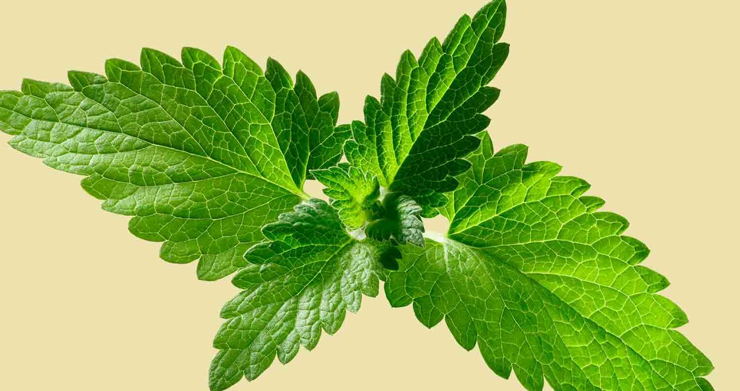 What-is-catnip picture of a catnip plant