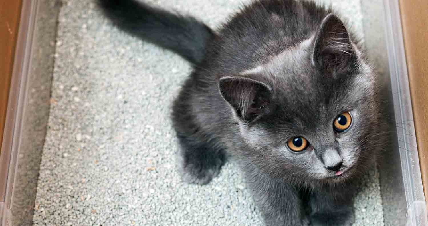 best-clumping-cat-litter black and grey kitten using a litter tray