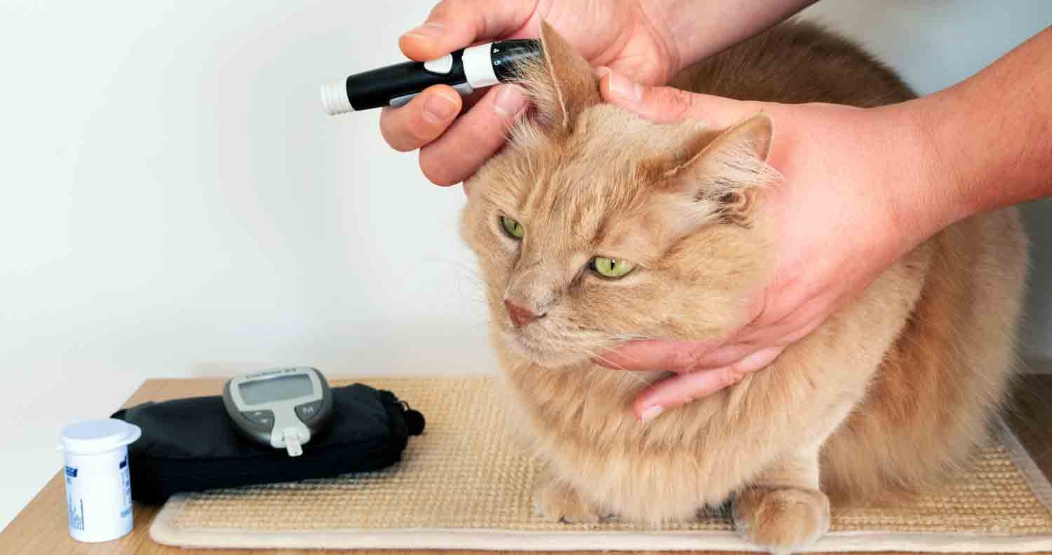 diabetes-in-cats-cat-food a ginger cat being tested for feline diabetes