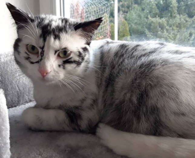 elli cat with vitiligo