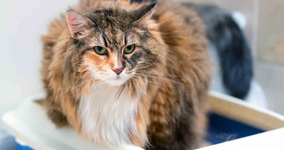 extra-large-litter-box litter-box-extra-large