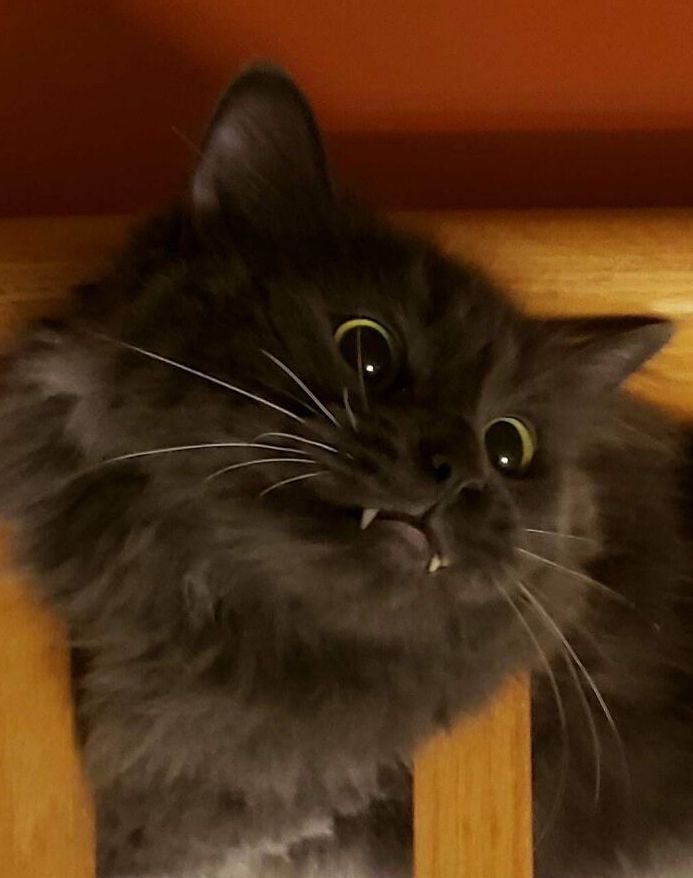 teefies-19