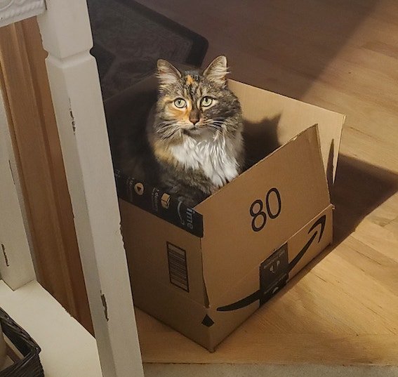 All Sweetpea wants from Santa is more boxes!