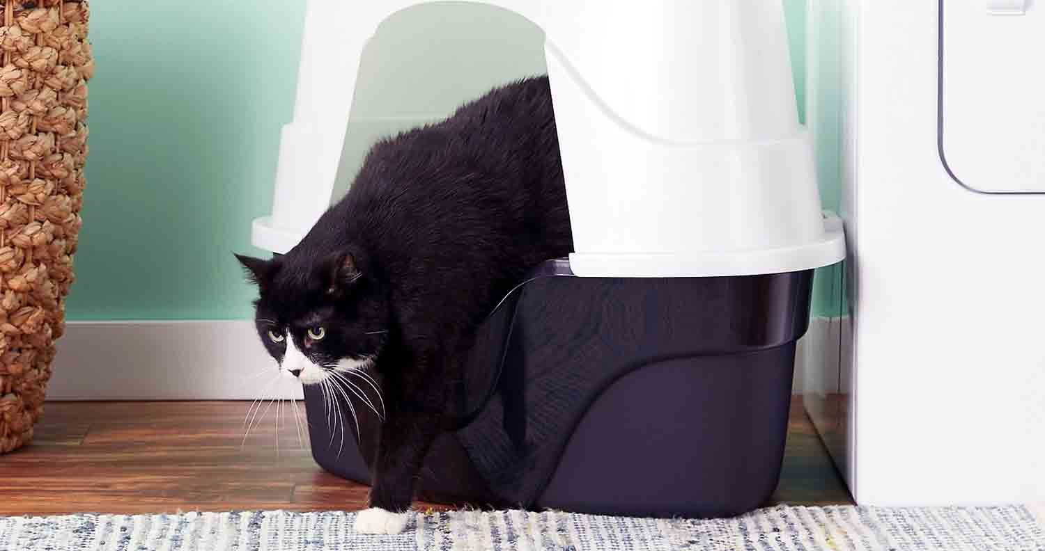 Corner-litter-box black and white cat exiting corner litter box