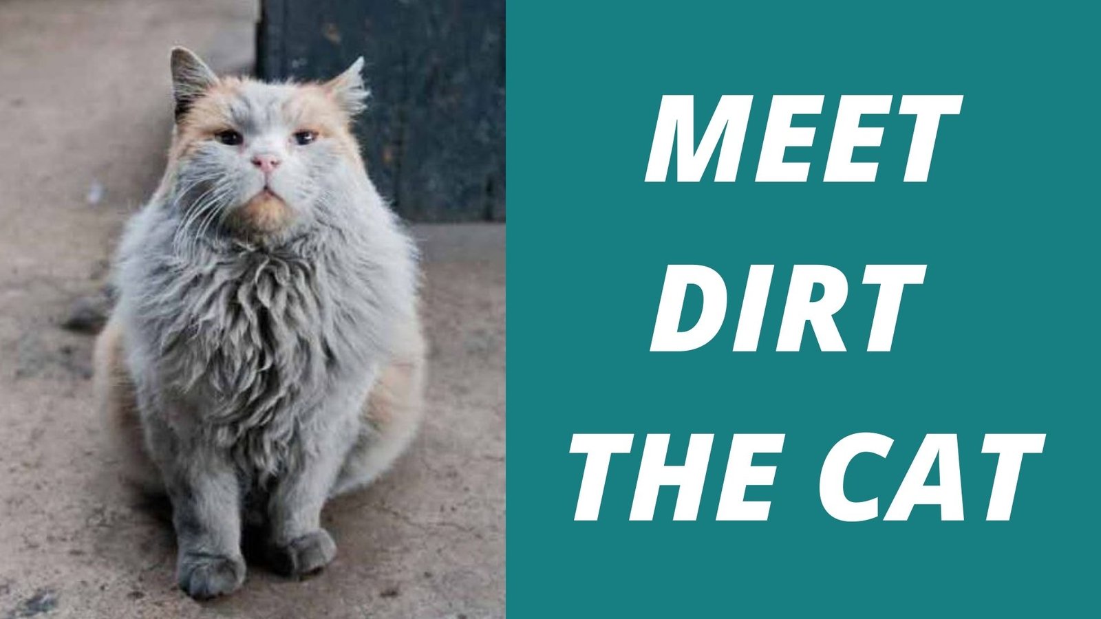 meet dirt the cat meet a dirty dirt the cat