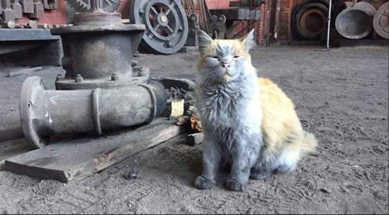 dirt-the-cat dirt the cat sitting in the workhouse