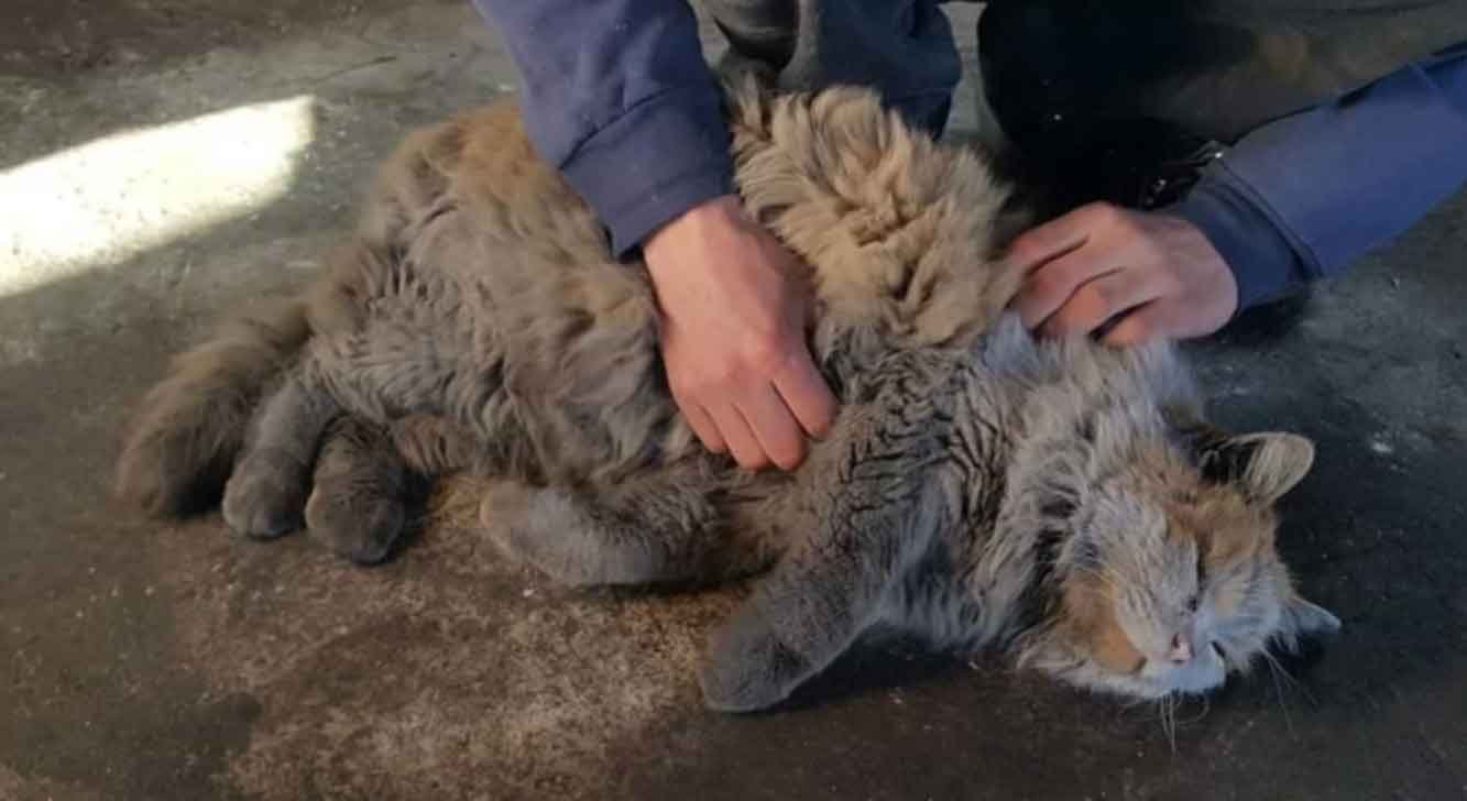 dirt-the-cat dirt the cat getting hus tummy rubbed by a visitor