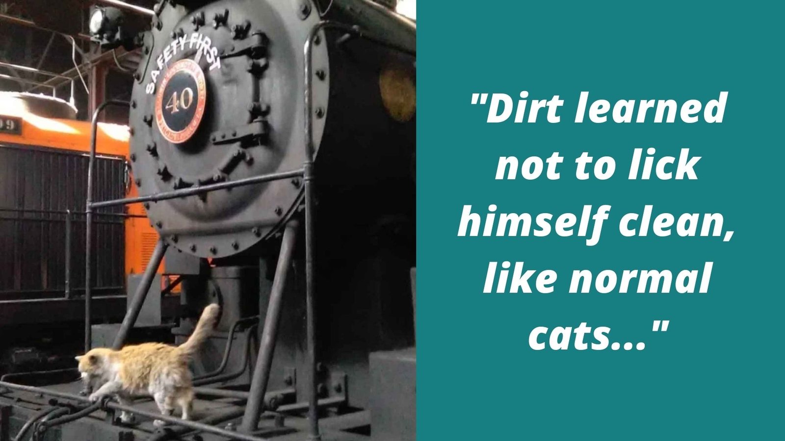 dirt the cat nevada railway cat dirt the cat walking on a locomotive