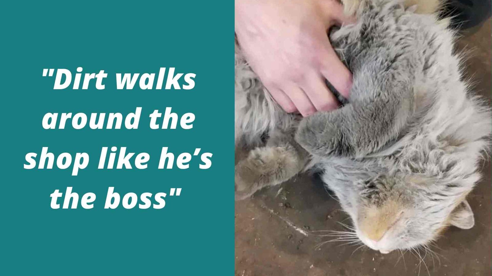 dirt the cat shop boss dirt the cat getting his belly rubbed