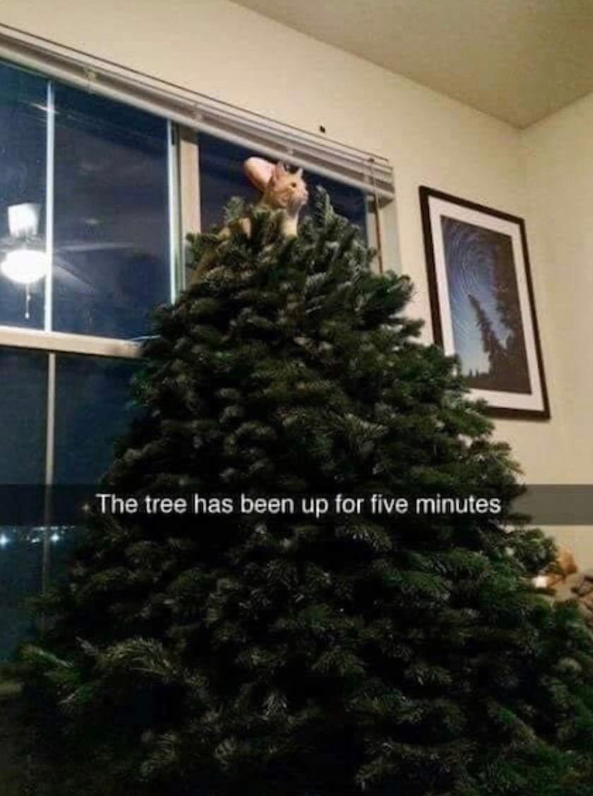 tree