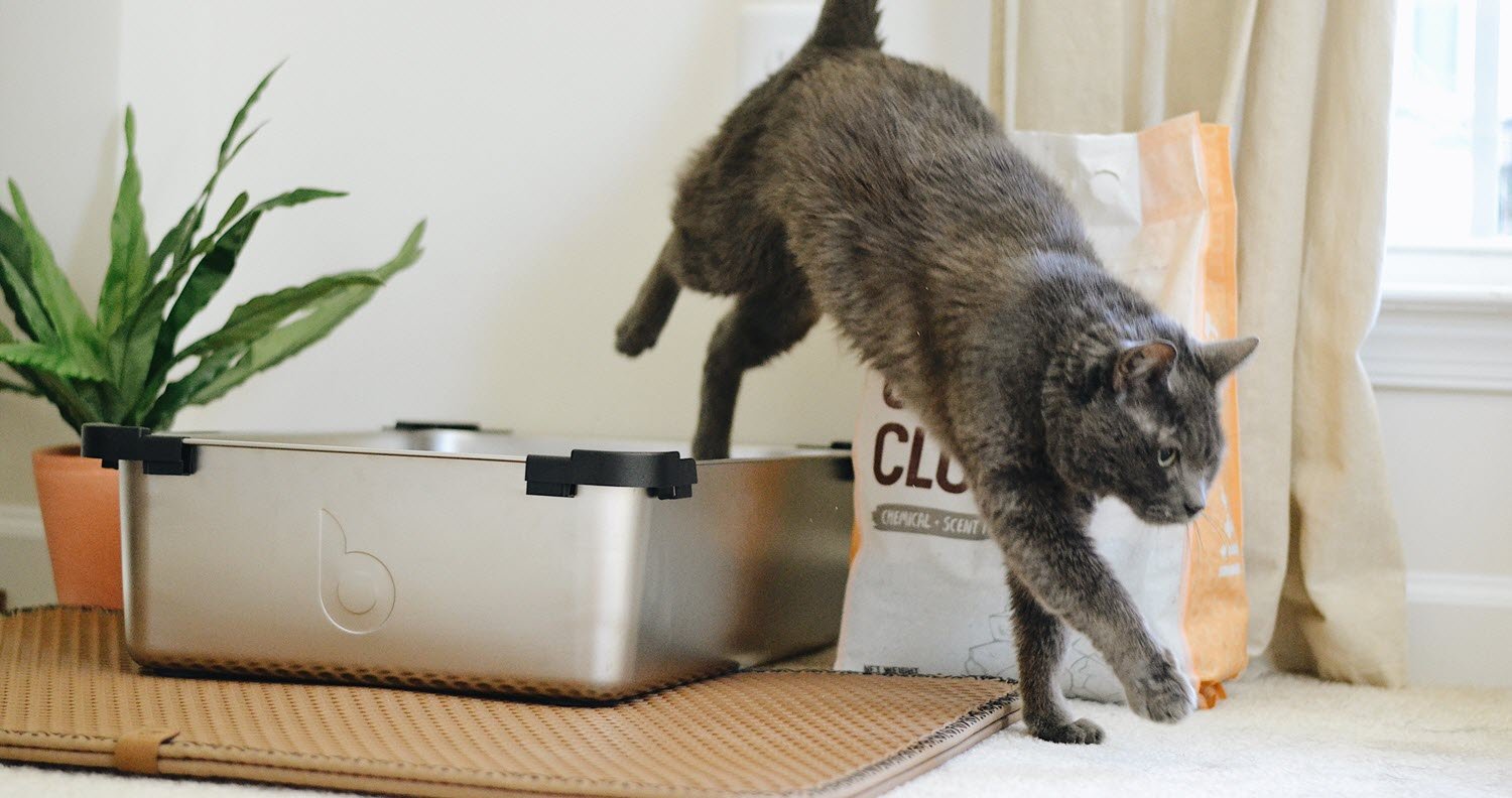 cat pooping outside litter box cat pooping outside litter box jumping out