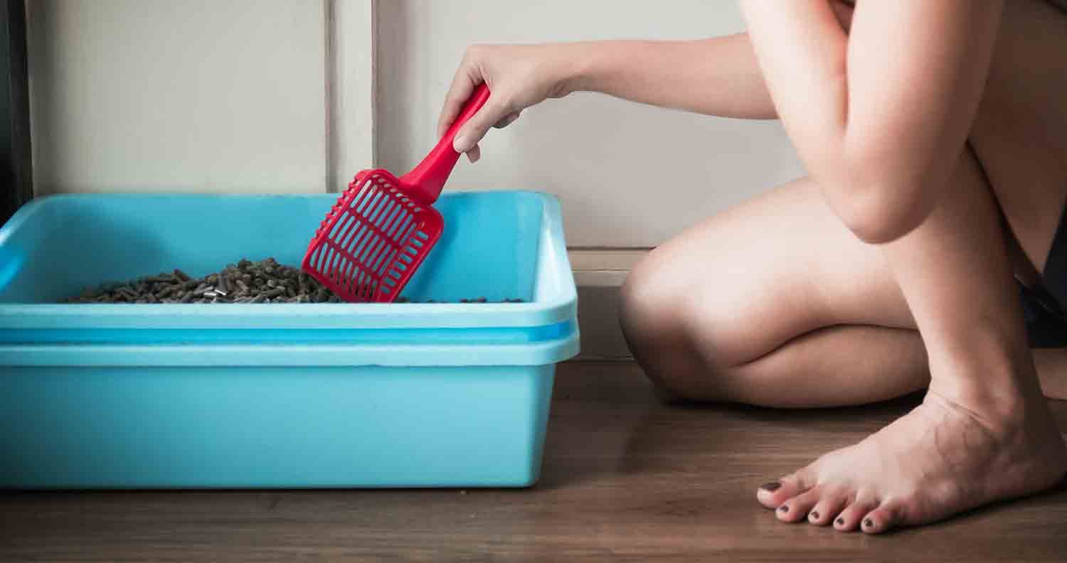 why is my cat pooping outside the litter box why is my cat pooping outside the litter box cleaning out