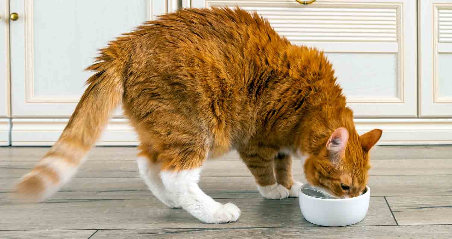 Cat-food-allergies ginger cat with white feet eating from white bowl