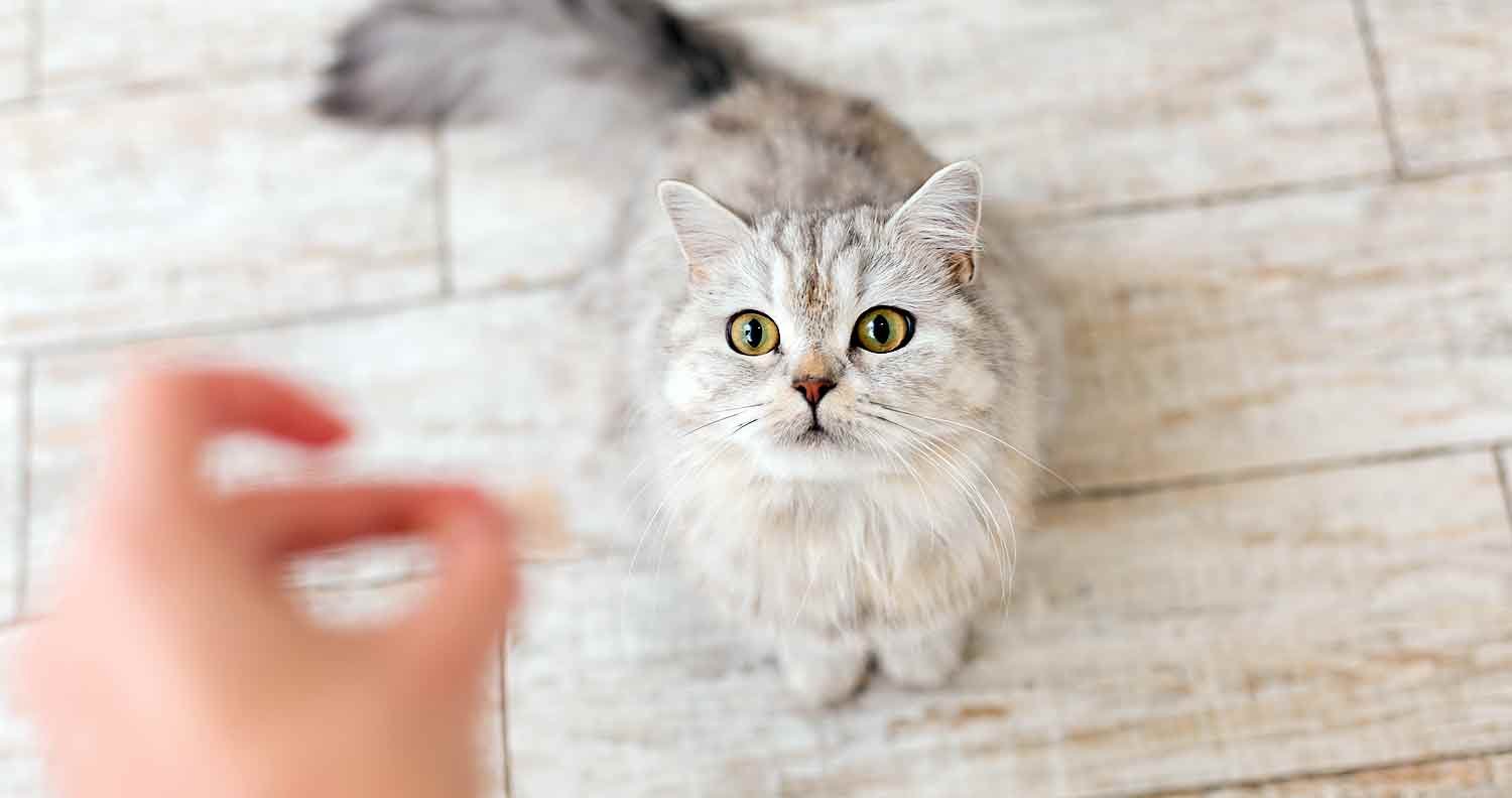 Dreamies-cat-treat-review grey cat looking up at human