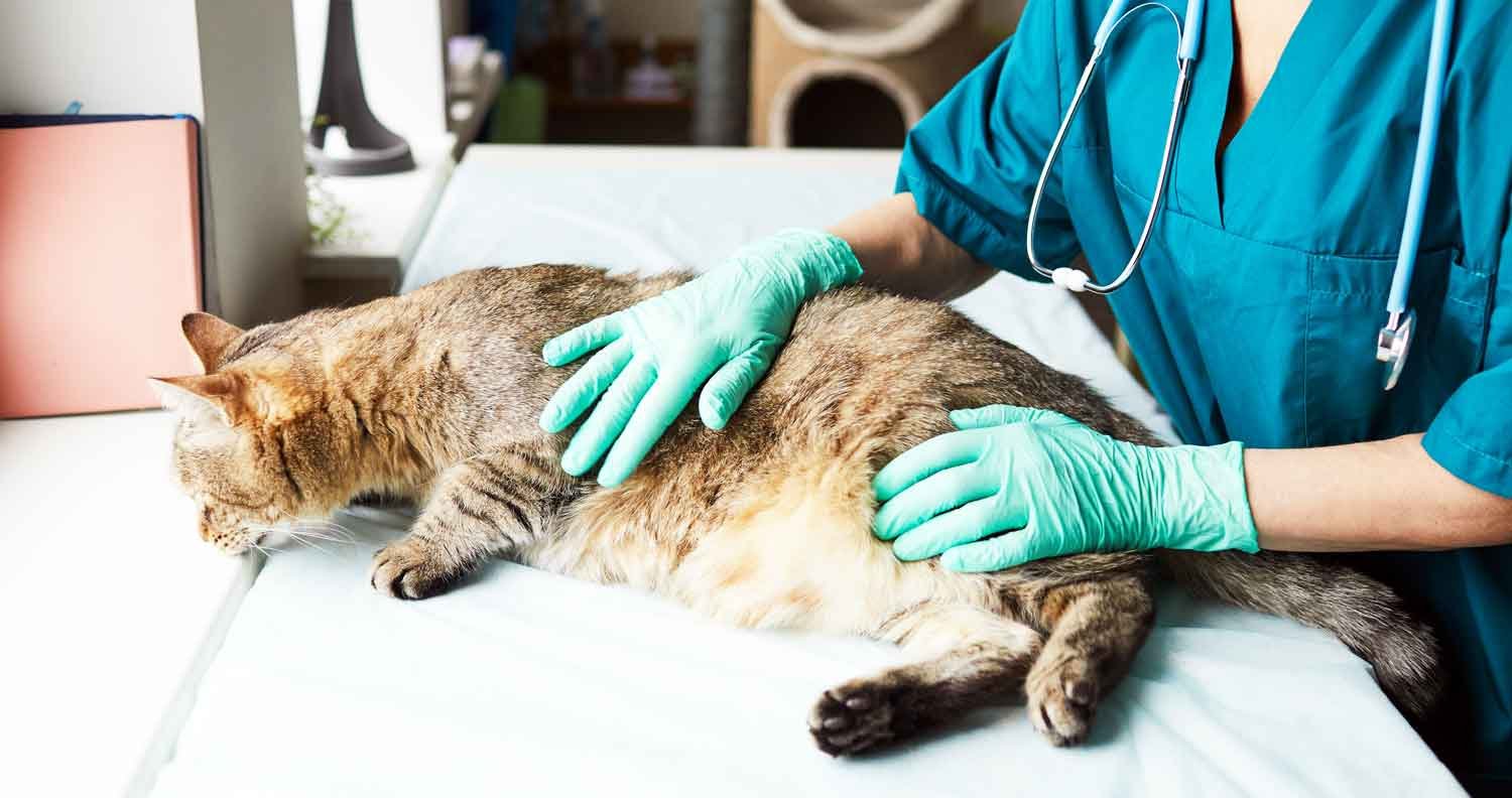 Guide-to-cat-vets cat being examines by vet nurse