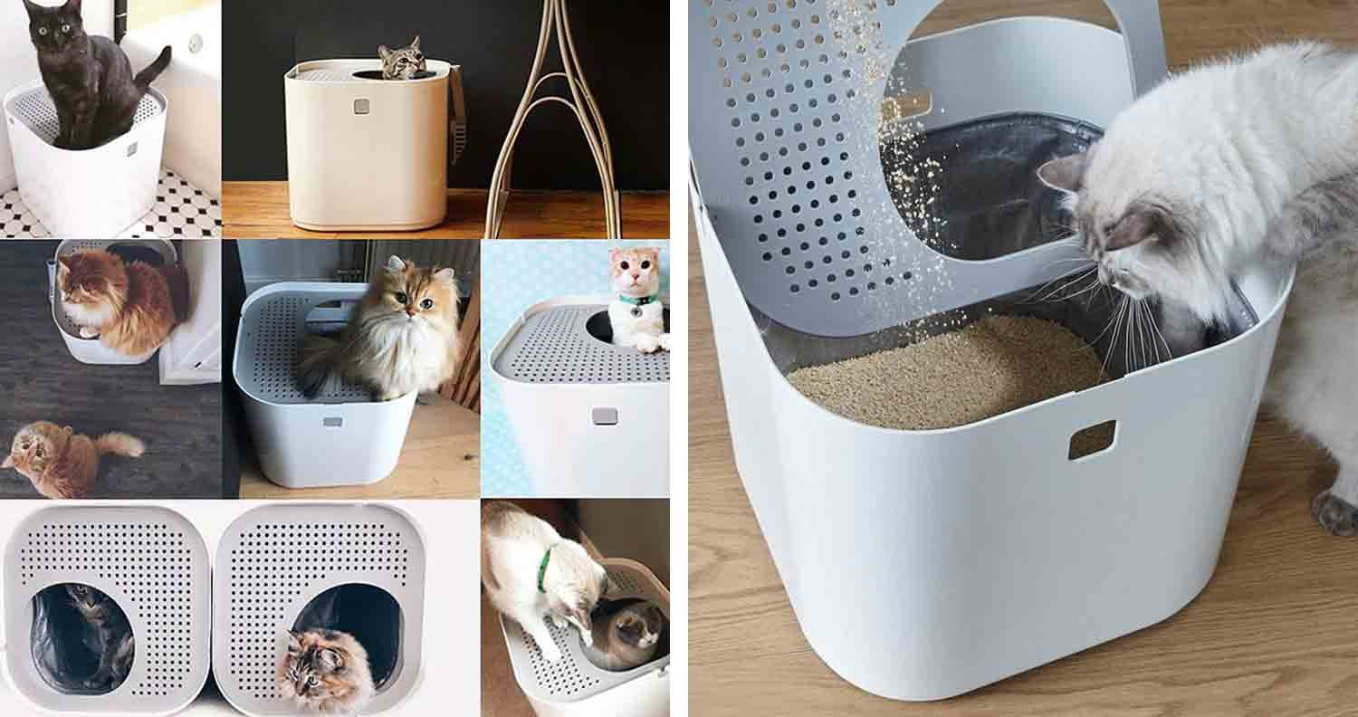 Modkat-top-entry-litter-box lots of different cats using the modkat top entry litter box