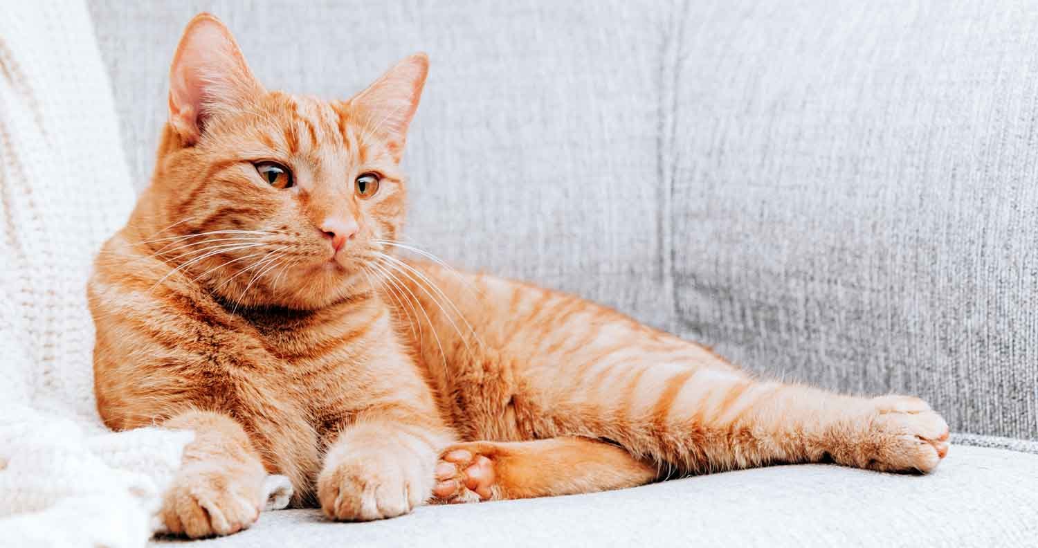 Orange-tabby-cat-facts orange tabby sitting on the sofa