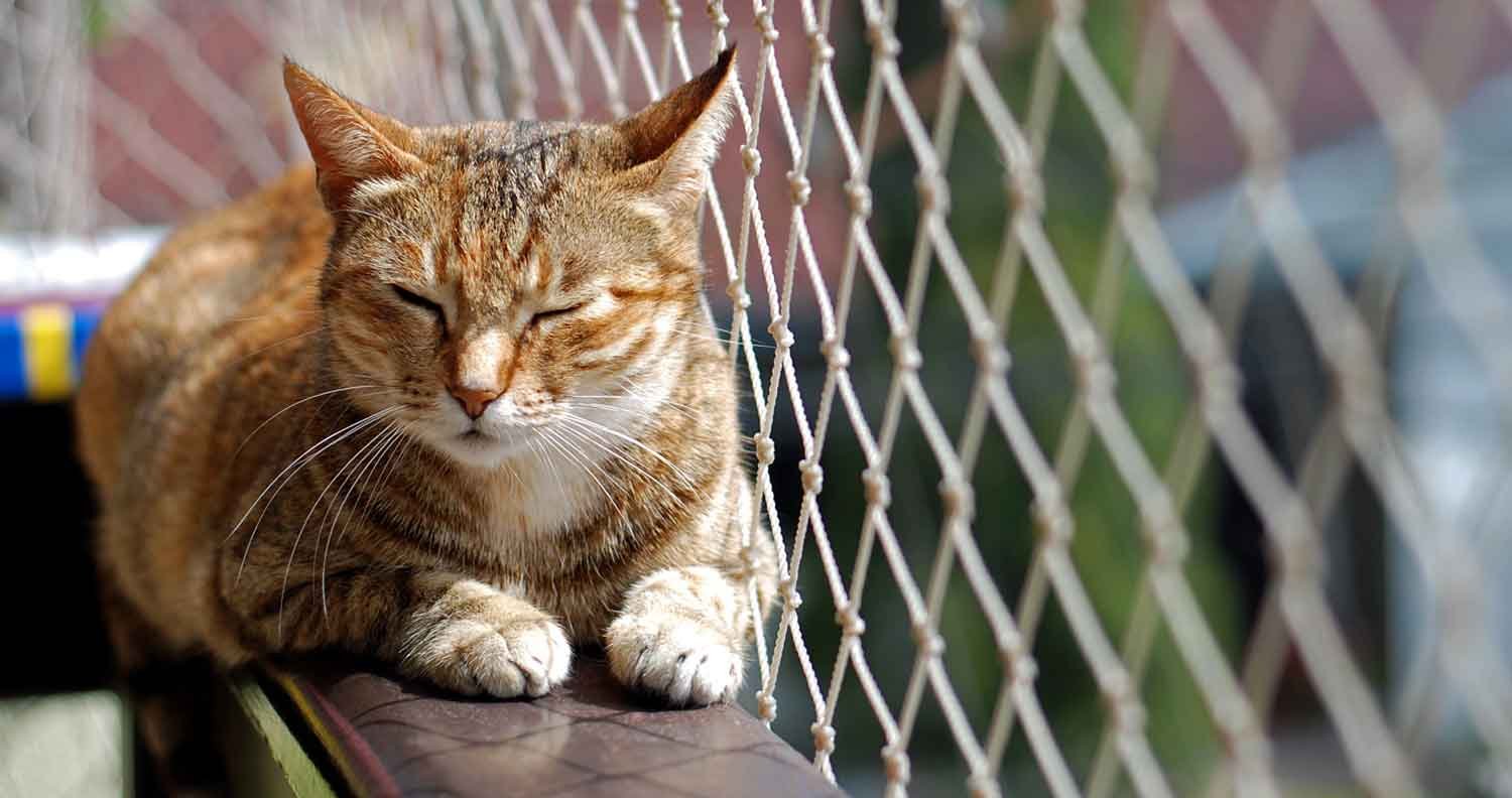 cat balcony cat balcony